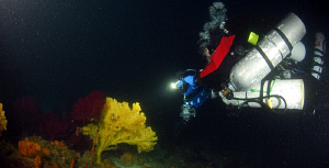 Tech Diver watching Gorgonies at divesite misi (Borans Wr... by Andy Kutsch 